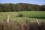 Holzpfosten