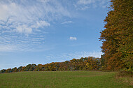 Herbstwald