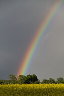 Regenbogen hinter Rapsfeld