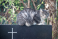 Katze auf Grabstein
