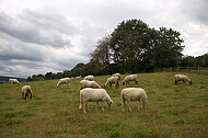 Schafe auf Weide