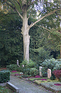 Großer Friedhofsbaum