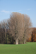 Kahle Bäume vor Herbstwald