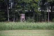 Hochsitz am Maisfeld