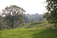 Herbstbaum
