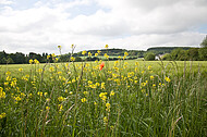 Maisblüten