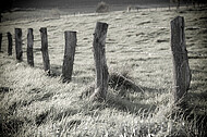 Stacheldrahtzaun mit Holzpfosten