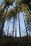 Nadelbäume vor blauem Himmel