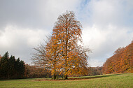 Baumpaar auf Ochsenheide