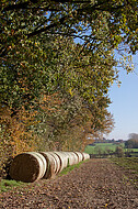 Strohballen am Waldrand