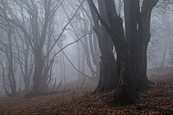 Niederwald im Nebel