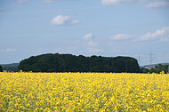 Raps vor blauem Himmel