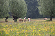 Pferde auf Blumenwiese