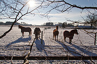 Pferde im Schnee