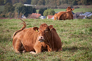 Milchkühe auf einem Hügel