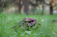 Pilze auf Friedhof