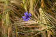 Kornblumen im Gerstenfeld