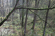 Naturbelassenes Feuchtgebiet