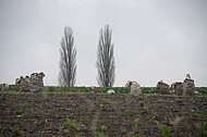 Pyramidenpappeln am Horizont