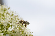 Biene auf Kletterhortensie