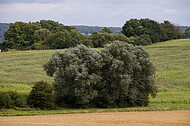 Wind im Wäldchen