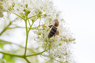 Biene auf Kletterhortensie