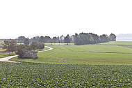 Blick über Kohlfeld