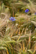 Kornblumen im Gerstenfeld