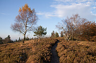 Fußweg durch Birken