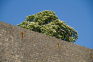 Sparrenburg