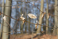 Frühlingserwachen im Buchenwald