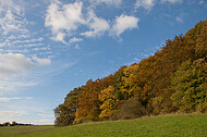 Herbstwald