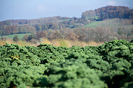 Grünkohlfeld