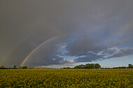 Regenbogen hinter Rapsfeld