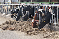 Stallfütterung von Milchkühen