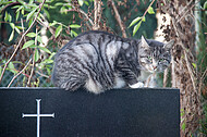 Katze auf Grabstein